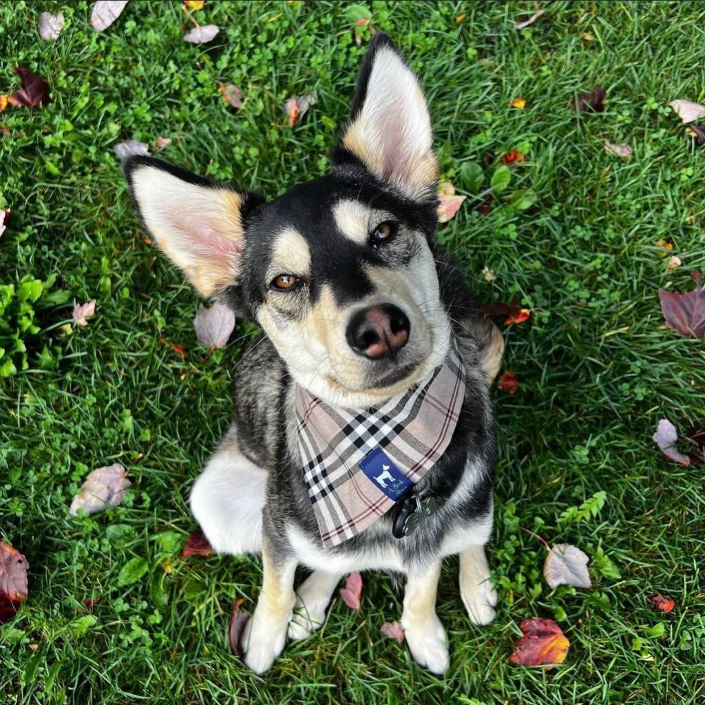 Husky mix dog wearing a designer inspired beige plaid bandana