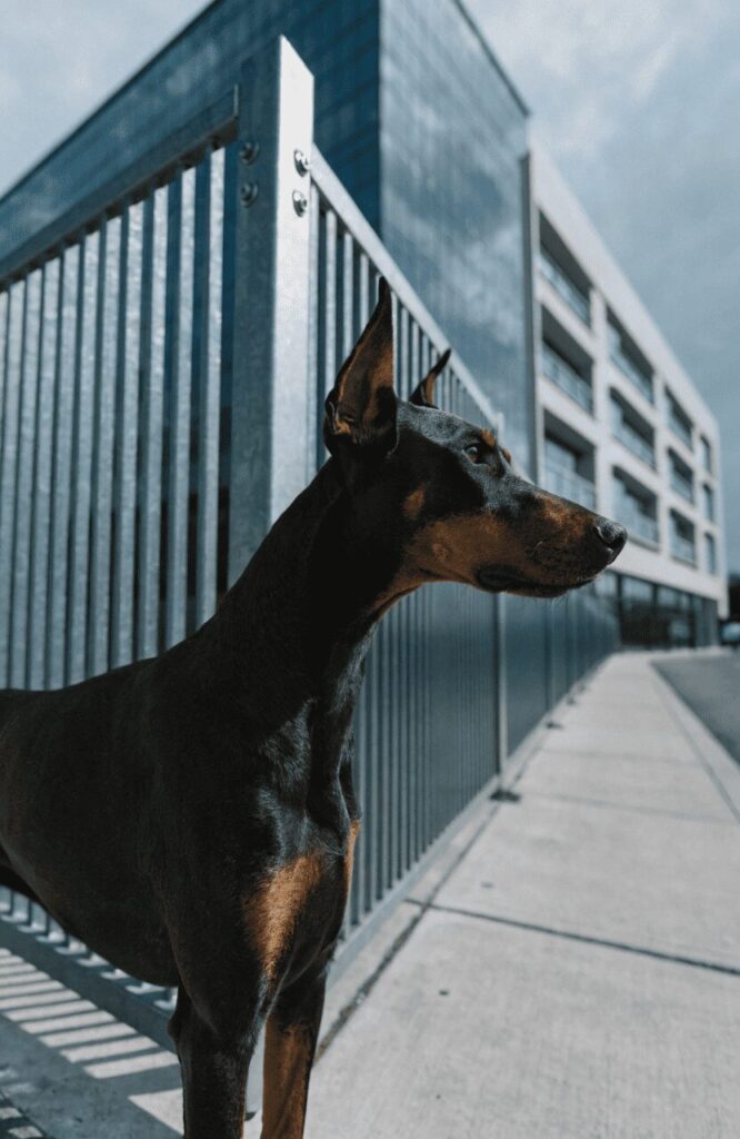 Doberman Pinscher alert at perimeter fence large property