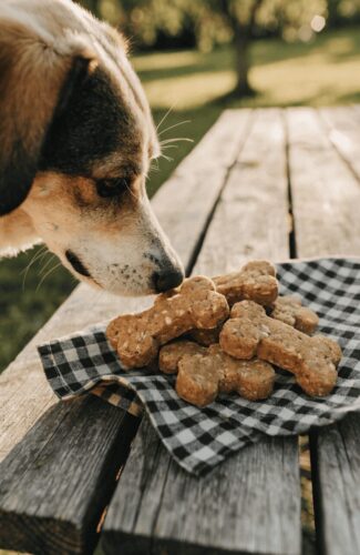 A dog sniffing homemade oatmeal dog treats shaped like bones on a picnic table