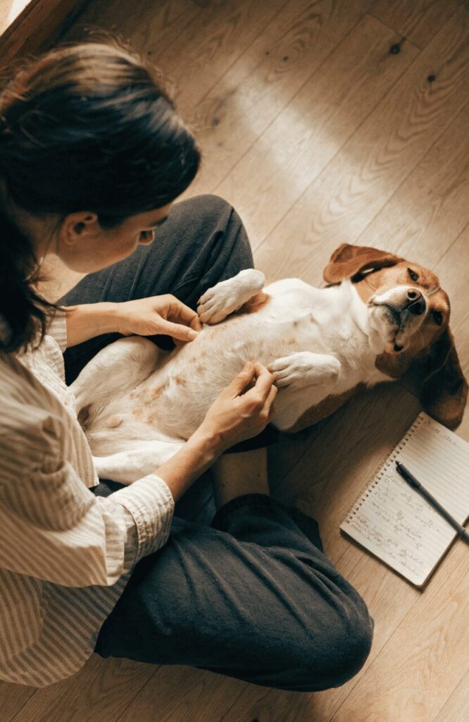 identifying food allergy symptoms in dogs at home