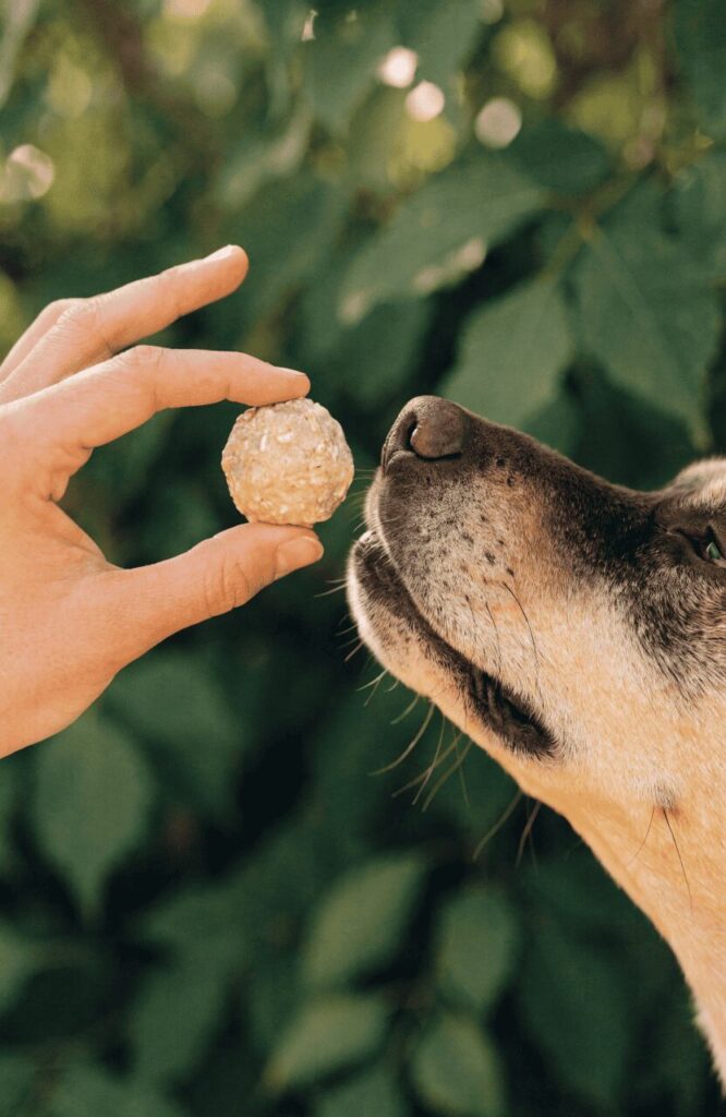 A hand offering a no-bake oatmeal dog treat ball to a dog outside