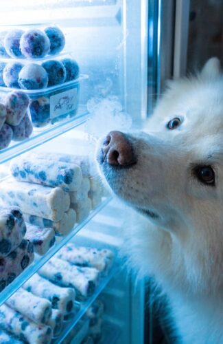 excited dog pressing nose against freezer glass to reach frozen blueberry yogurt treats