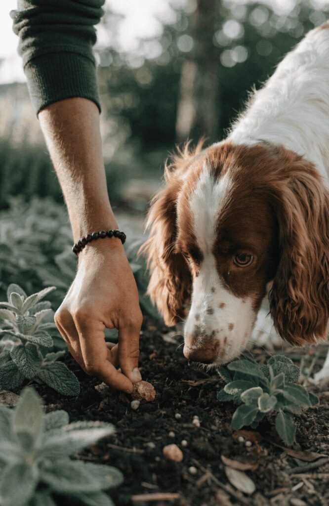 owner hiding treats in a herb filled snuffle patch for a dog to find