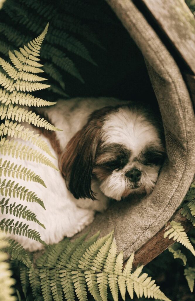 small dog resting calmly inside a covered garden hideaway tunnel