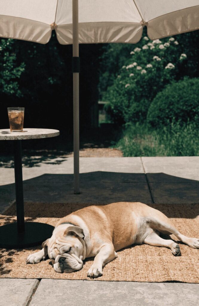 Dog lying in a shaded patio resting area