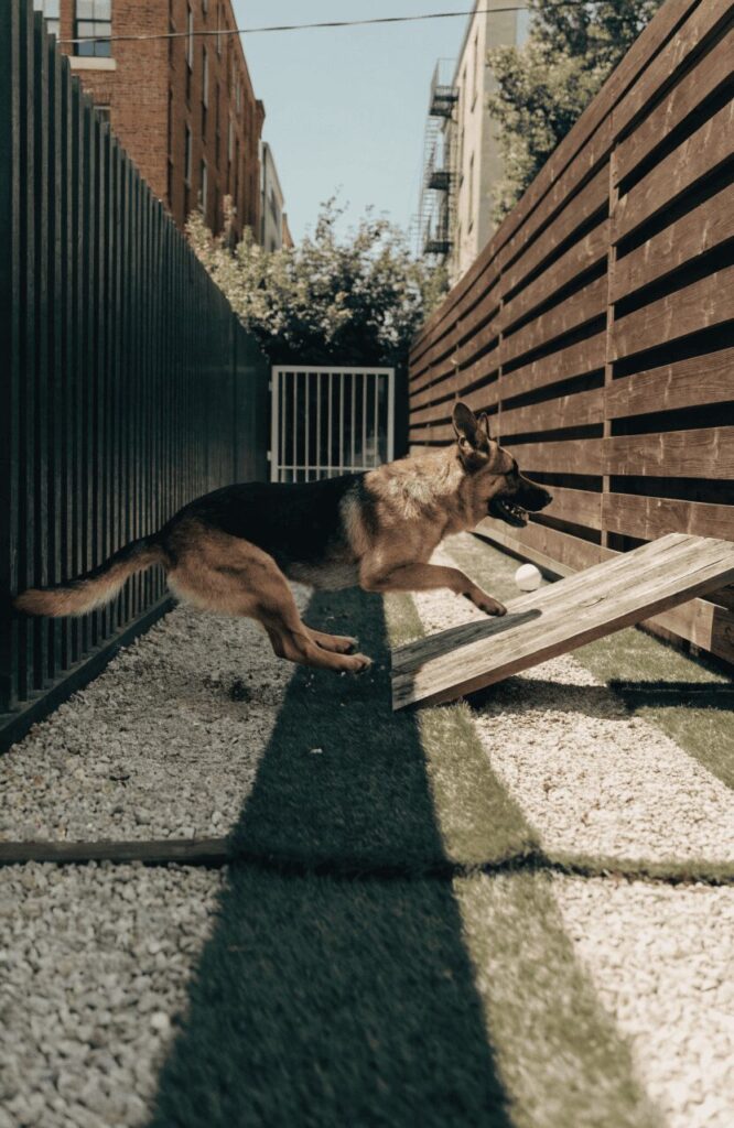 wide shot of an energetic dog running through a sensory rich dog run
