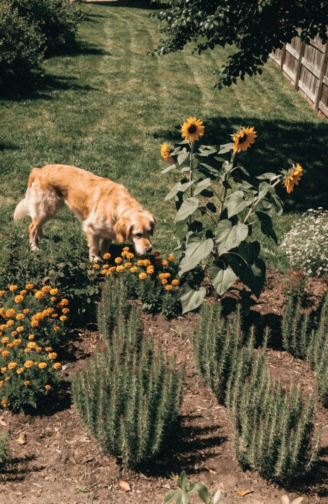 Dog-safe plants used in dog-friendly landscaping ideas