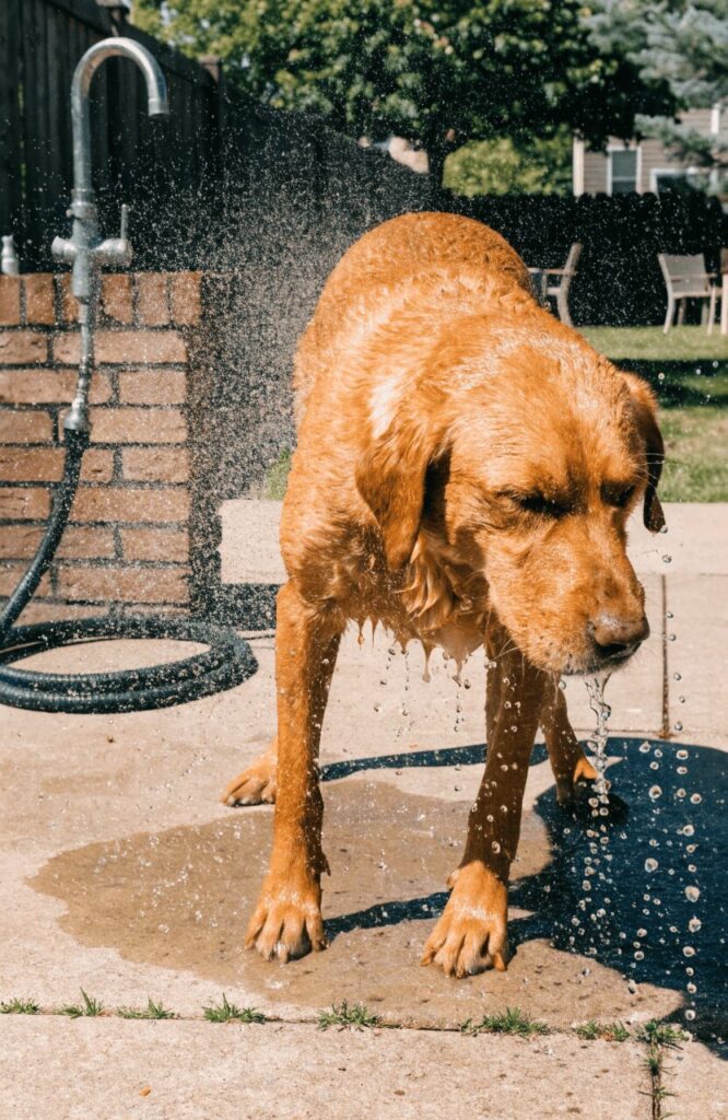Dog enjoying a splash station in a backyard