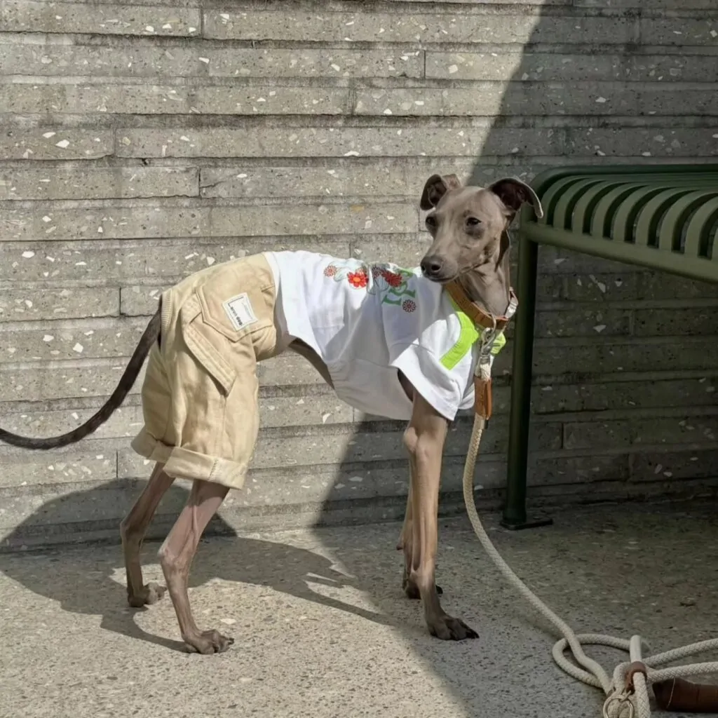 italian greyhound in handmade white graphic tee and khaki cargo shorts front view
