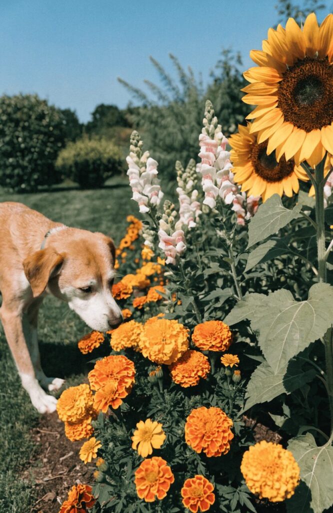 edible dog safe flowers like marigolds and sunflowers in a garden border