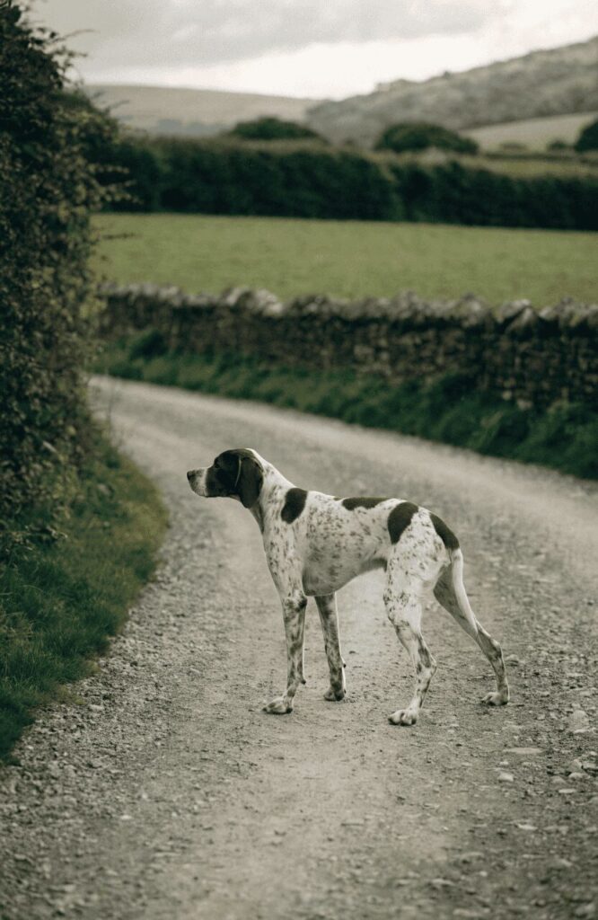 English Pointer brown white elegant athletic breed