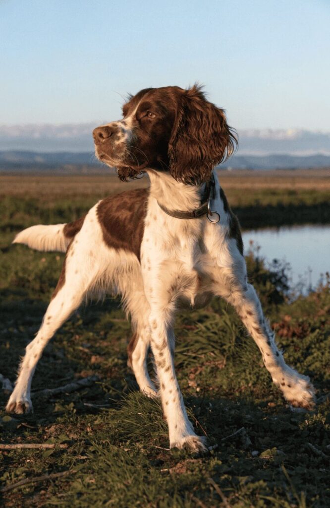 English Springer Spaniel liver white coat
