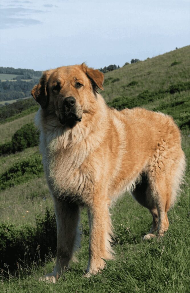 Estrela Mountain Dog golden brown thick fluffy coat