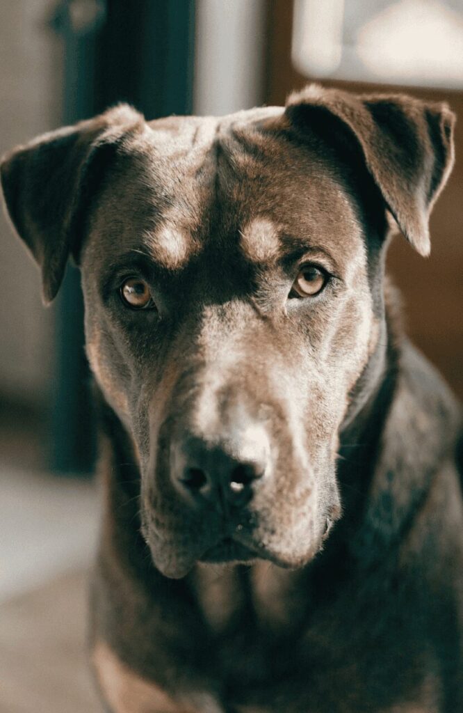 protective traits of the best family guard dog