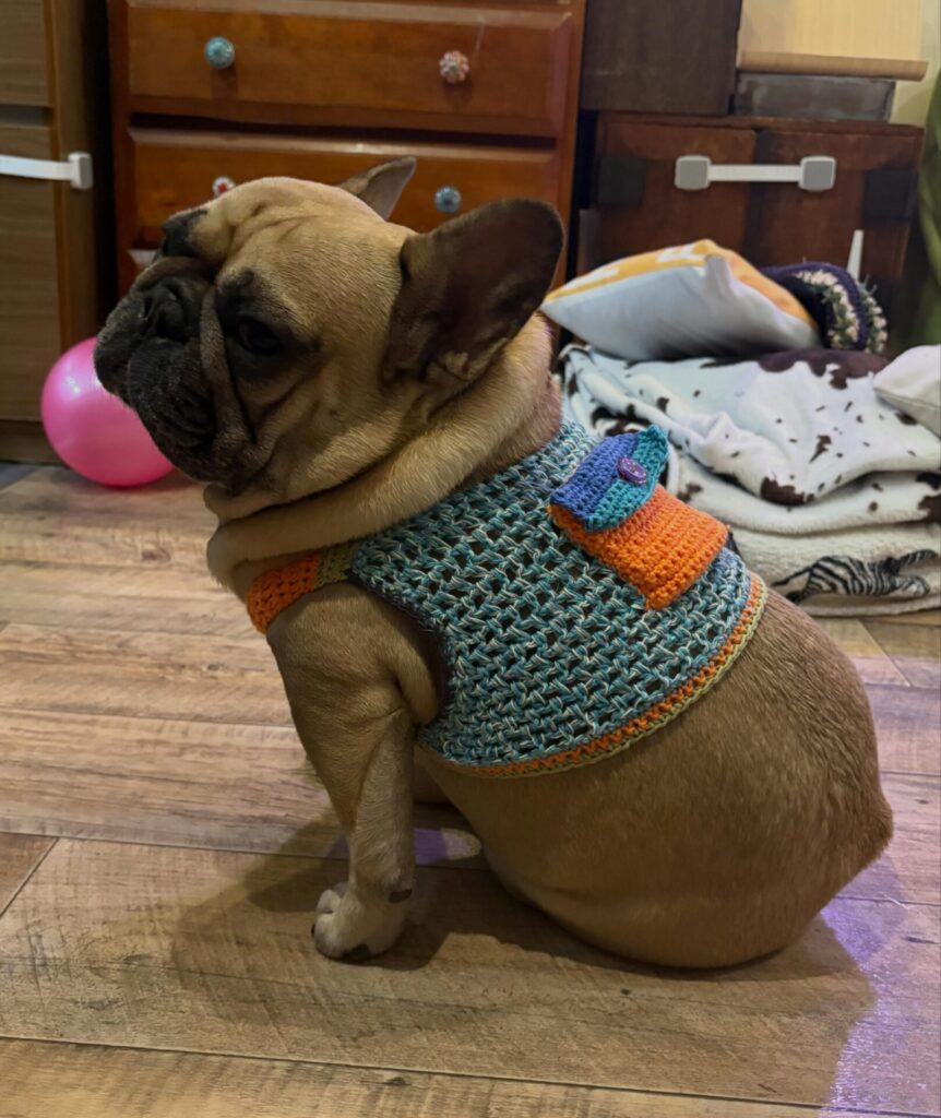french bulldog wearing teal and orange hand crocheted dog vest with single button closure