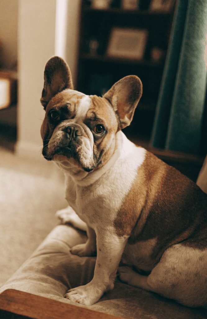 French Bulldog brown white fawn apartment breed