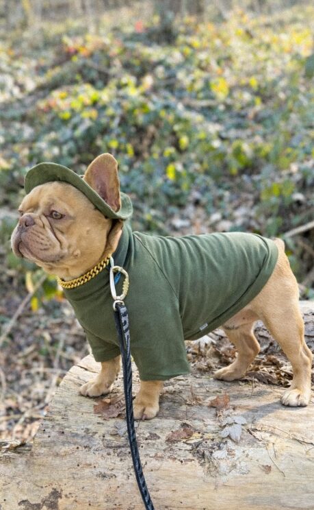 french bulldog wearing olive green diy dog clothes ideas hoodie with matching flat cap