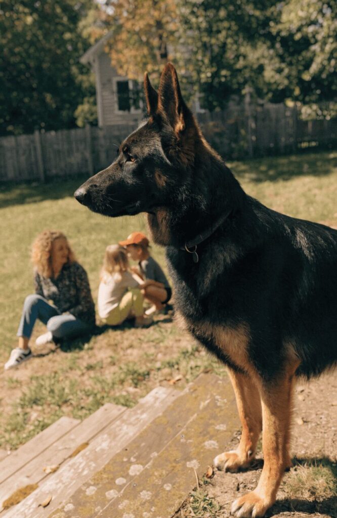 German Shepherd best guard dog for families
