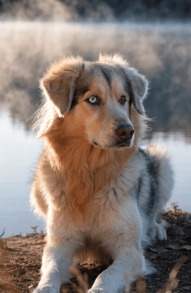 Goberian mixed dog golden husky coat lakeside