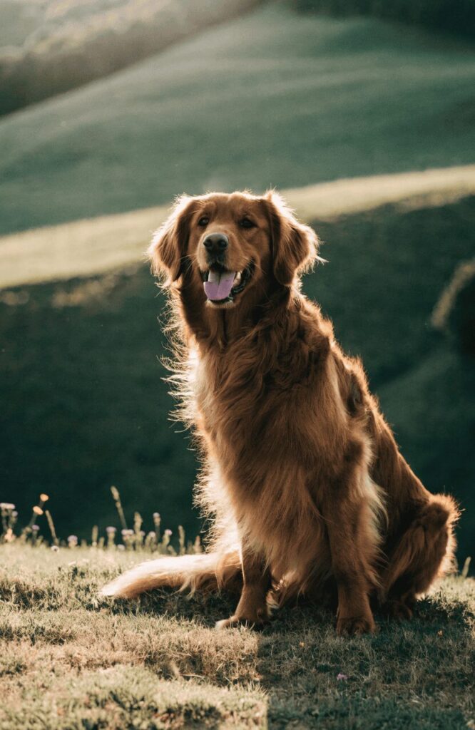 Golden Retriever golden brown fluffy coat outdoors