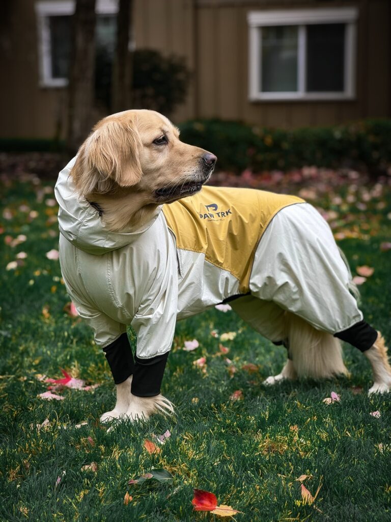Golden Retriever wearing a full body waterproof rain suit with hood
