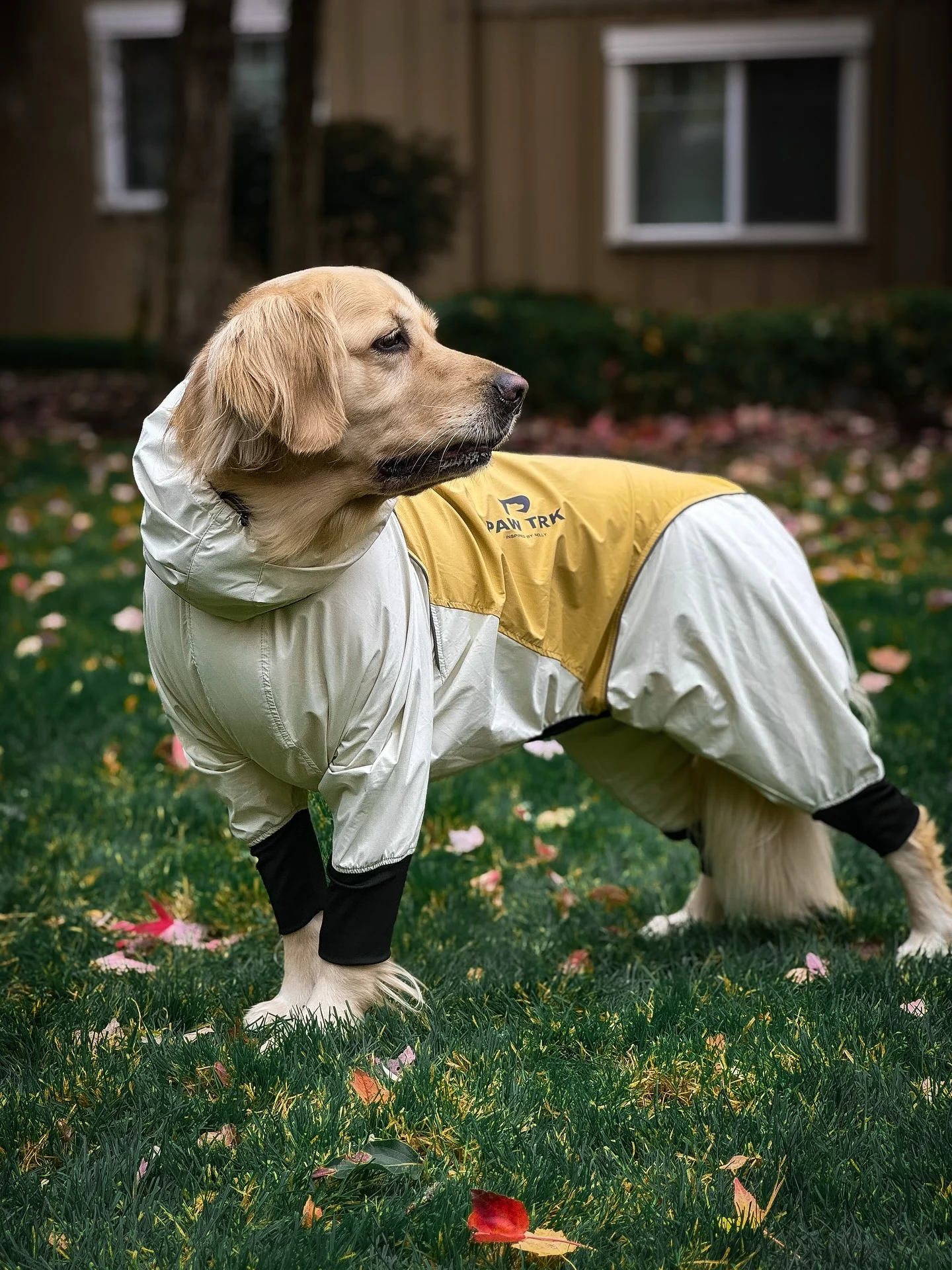 Golden Retriever wearing a full body waterproof rain suit with hood