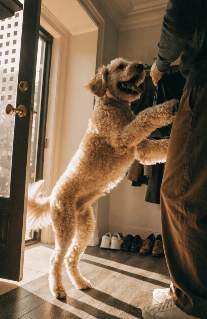 goldendoodle medium dogs mixed with poodles greeting owner