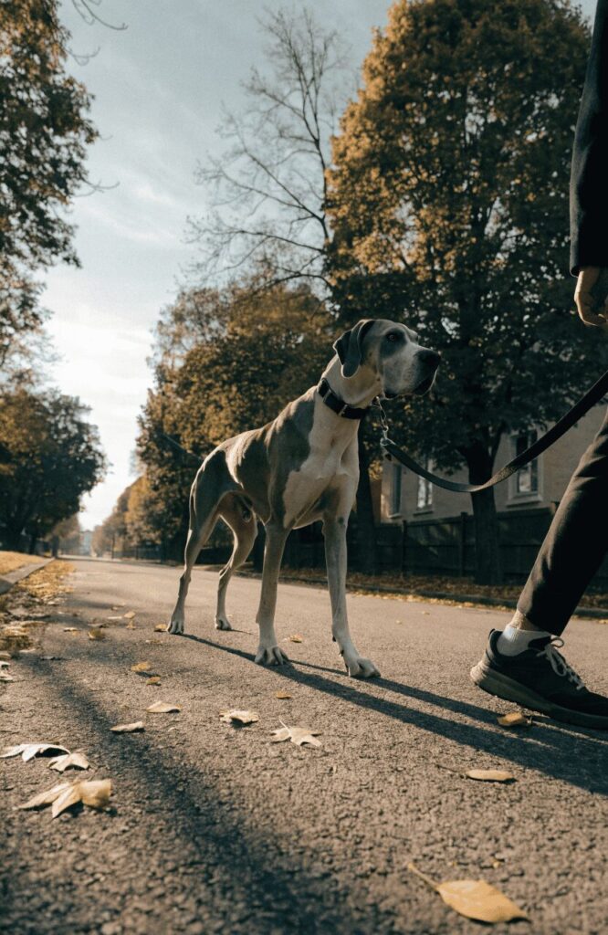 Great Dane giant guard dog on neighborhood walk