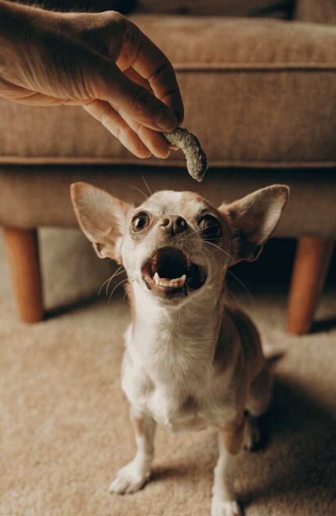 portion control guide green bean crunchies for dogs by size