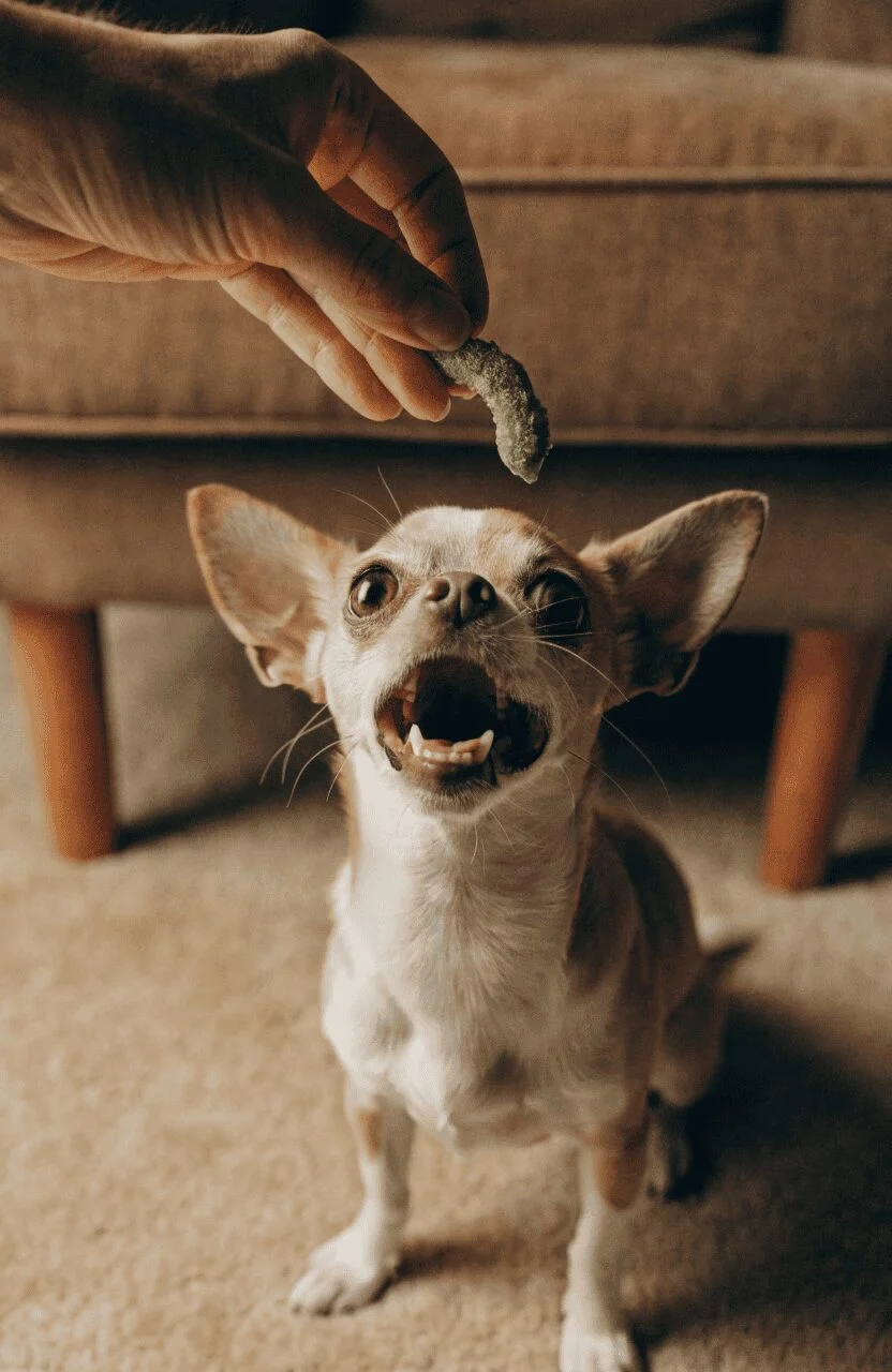 portion control guide green bean crunchies for dogs by size