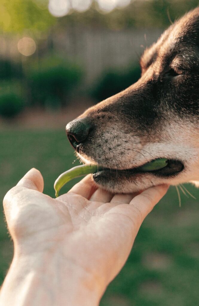 green beans for dogs low calorie healthy snack
