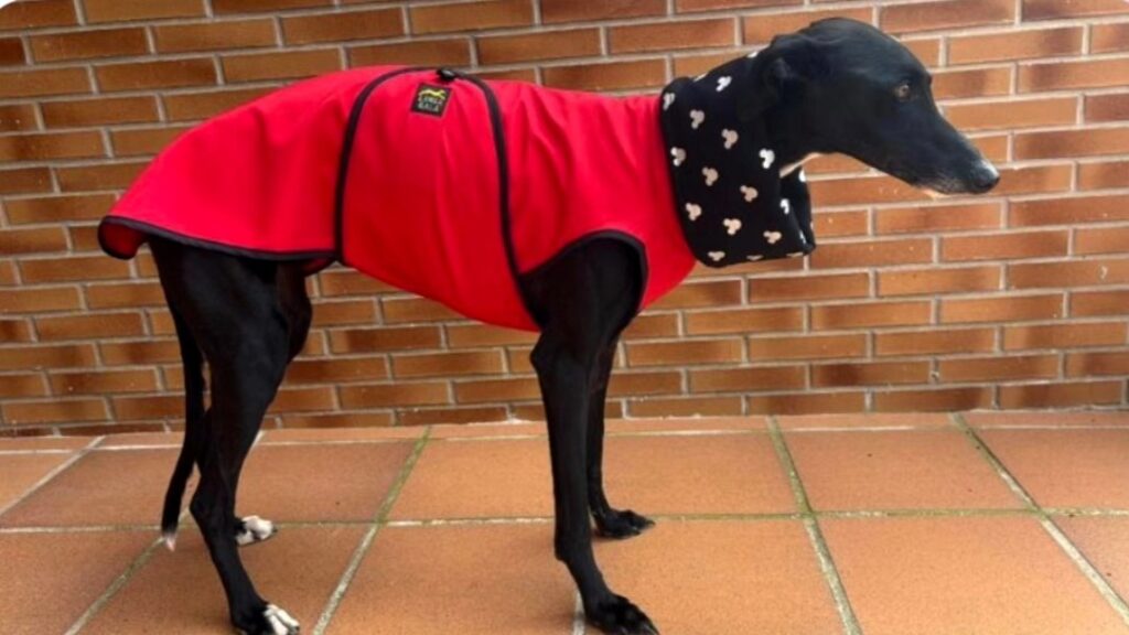 Greyhound in a red coat with a printed snood style collar