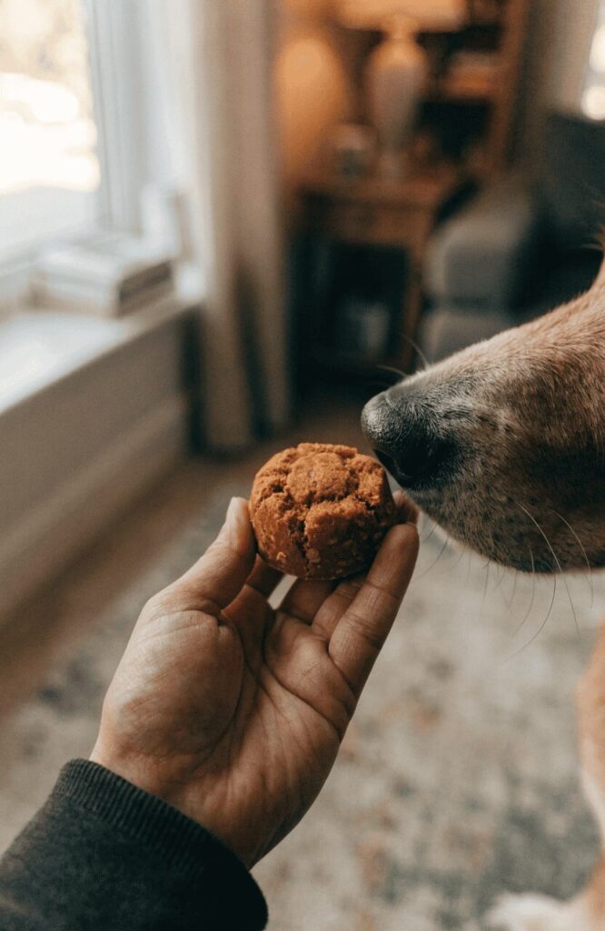 A hand holding a round pumpkin oatmeal dog treat near a curious dog
