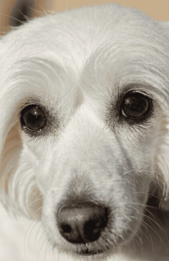 Havanese face fringe trim clear bright eyes detail