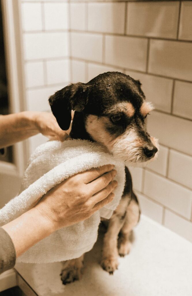 Havanese after bath with kennel cut being towel dried