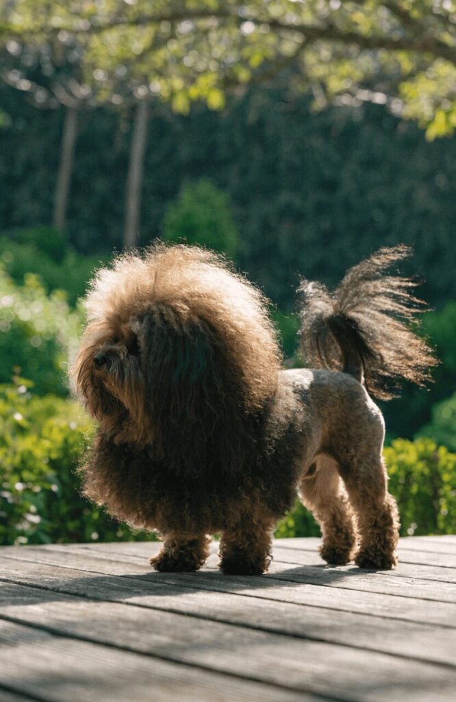 Havanese lion cut standing confident in sunny backyard