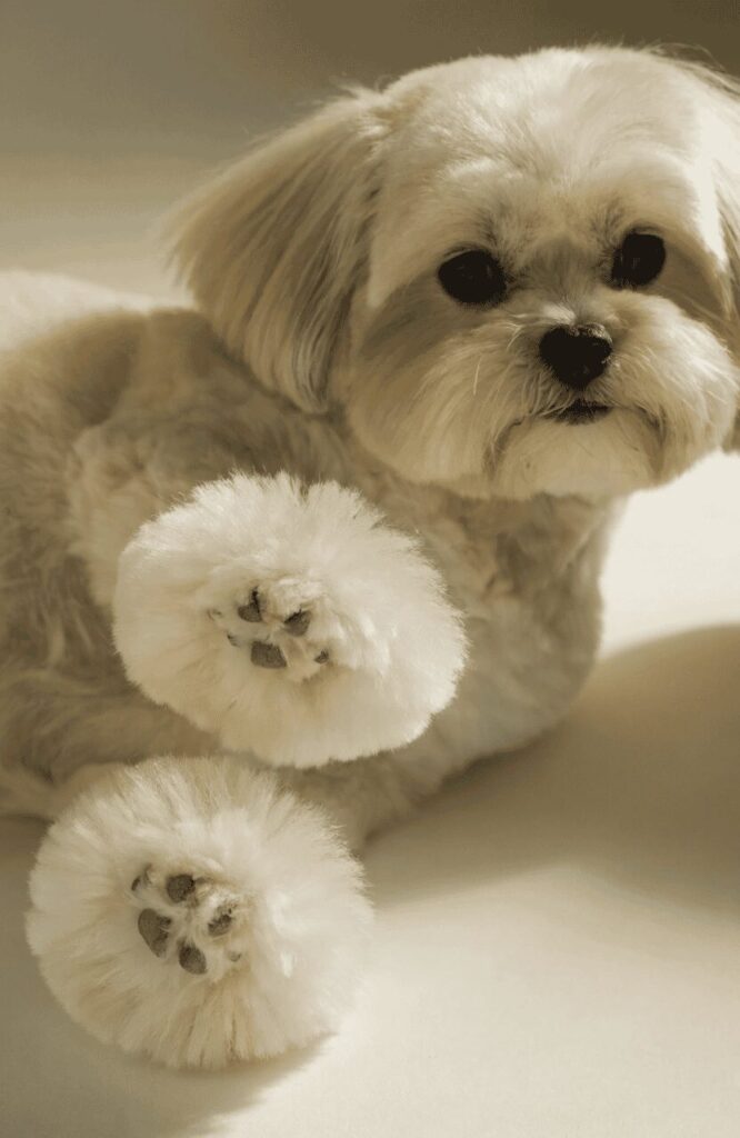 Havanese puppy trim with round fluffy paws