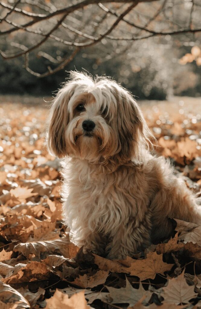Havanese shaggy bob cut sitting in autumn leaves