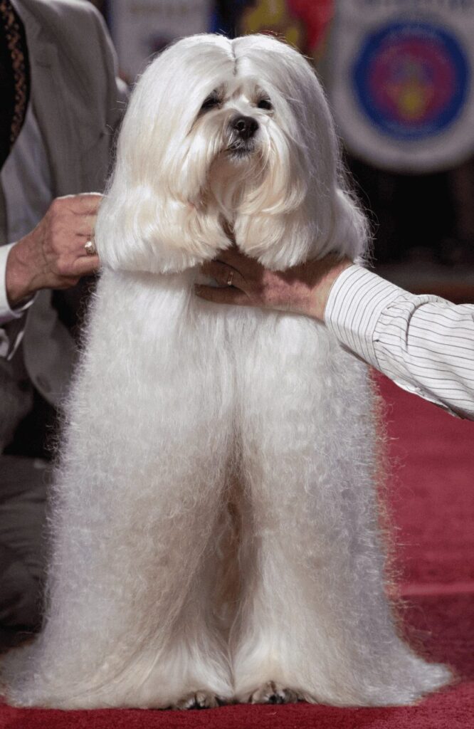 Havanese full show coat being judged at dog show