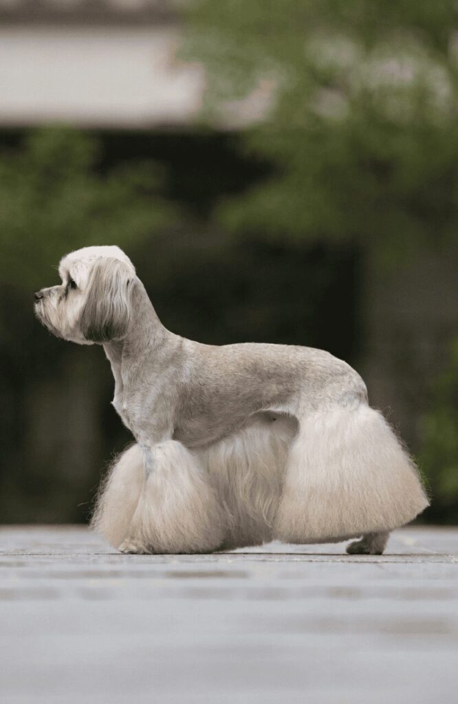 Havanese skirt cut elegant side profile pose