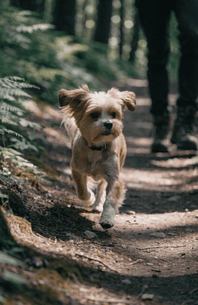 Havanese sporty cut on hiking trail with owner