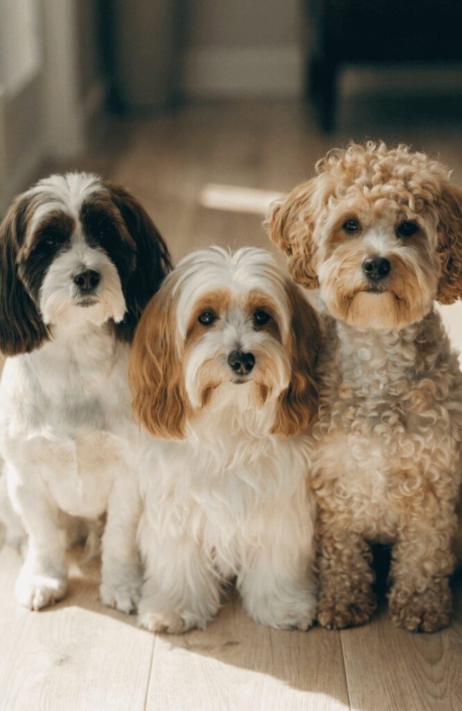 three Havanese dogs showing different coat textures