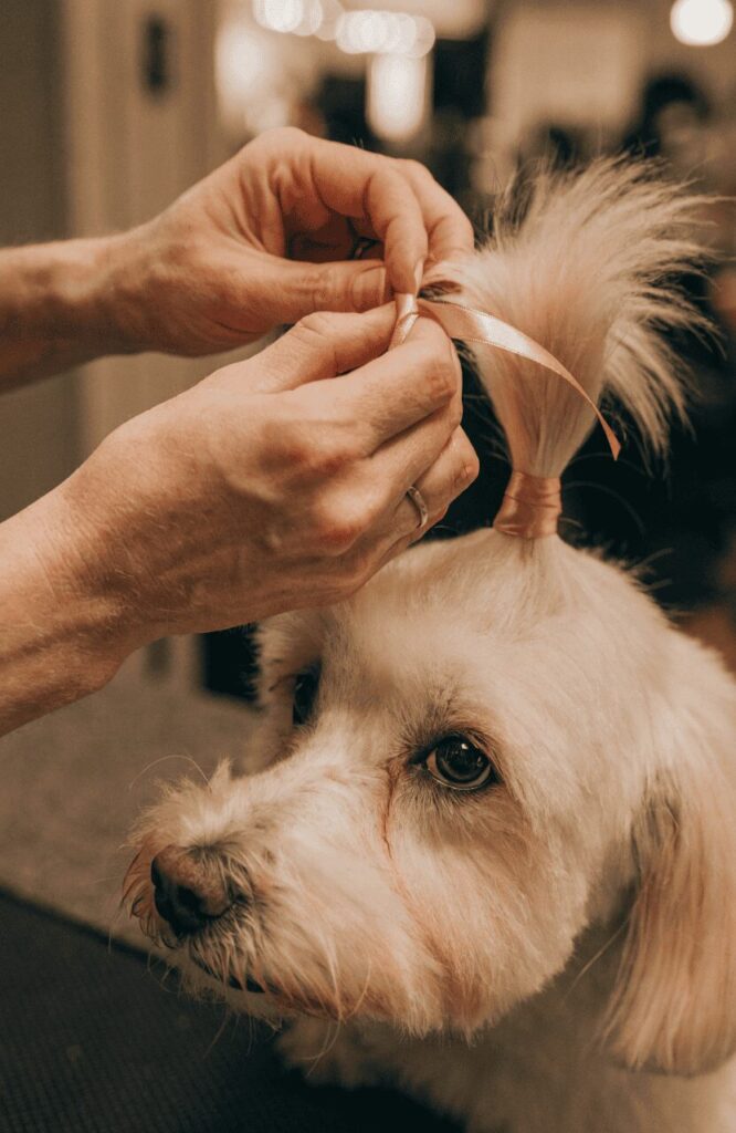 groomer tying ribbon in Havanese top knot ponytail