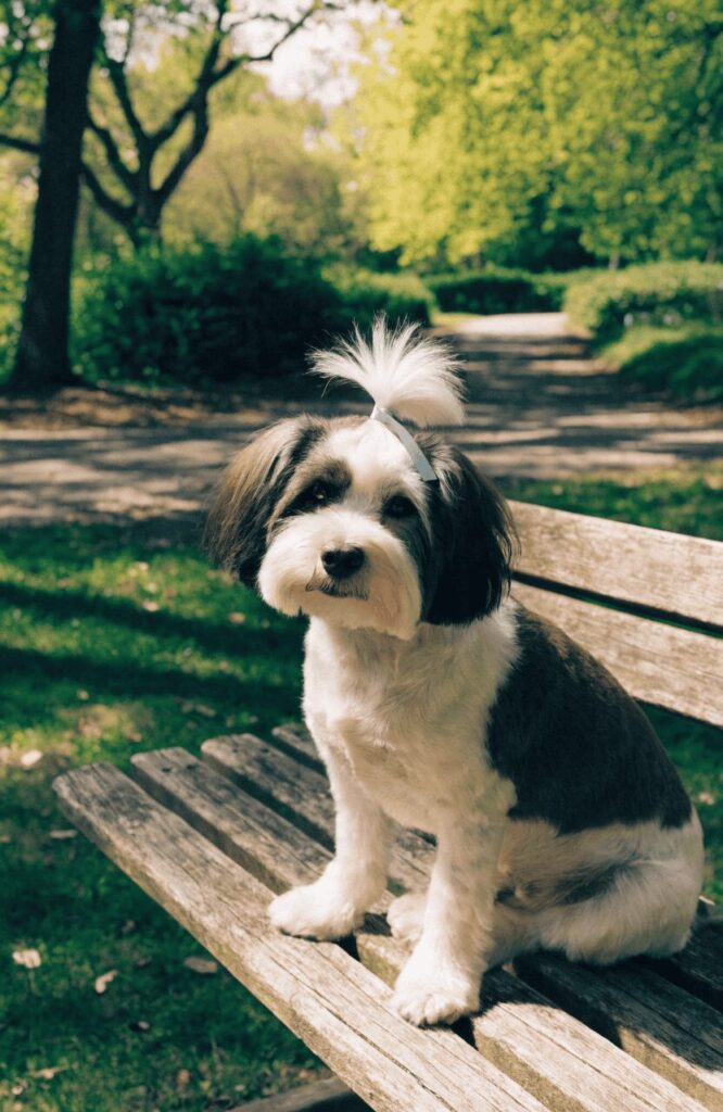 Havanese with top knot sitting on park bench
