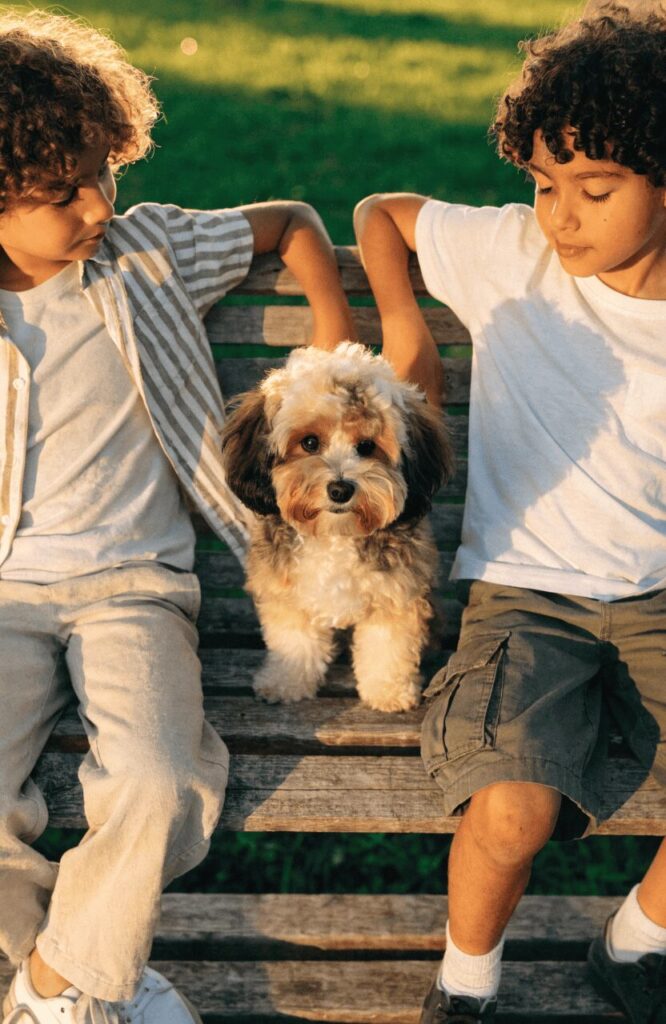 havapoo cheerful family friendly mixed breed dog