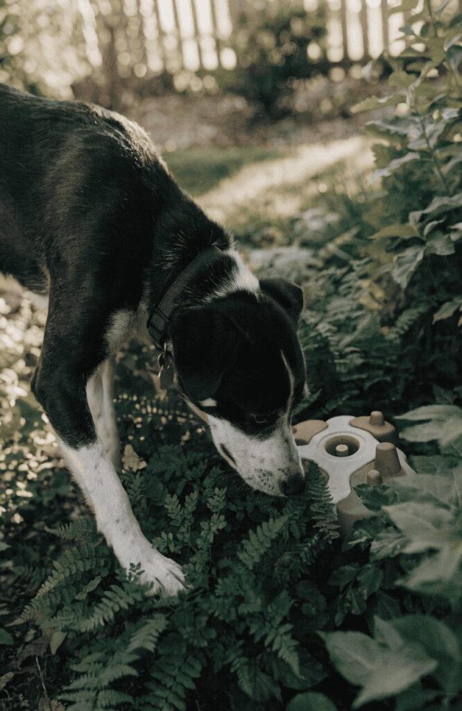 a hidden treat hunt zone in a backyard with scattered treats for dogs to find