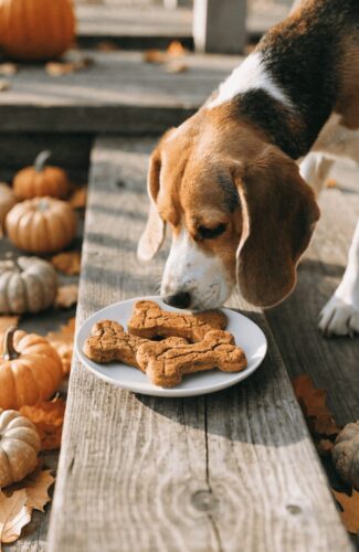 Homemade dog biscuits recipes