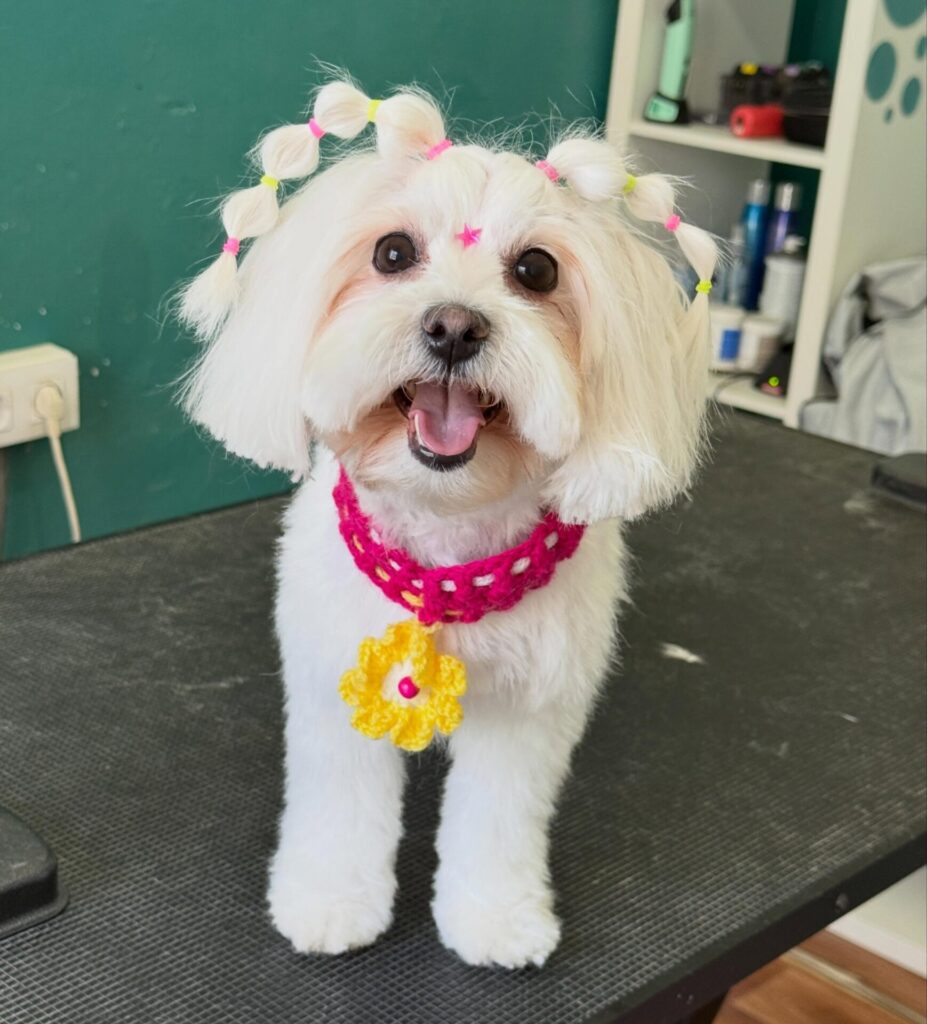 hot pink open stitch collar with dangling yellow flower pendant on Maltese