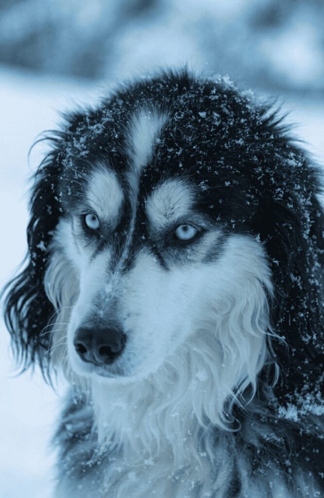 Huskydoodle blue eyes wavy coat pretty mixed breed winter