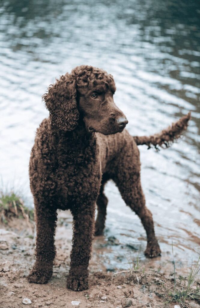 Irish Water Spaniel liver brown curly coat near water